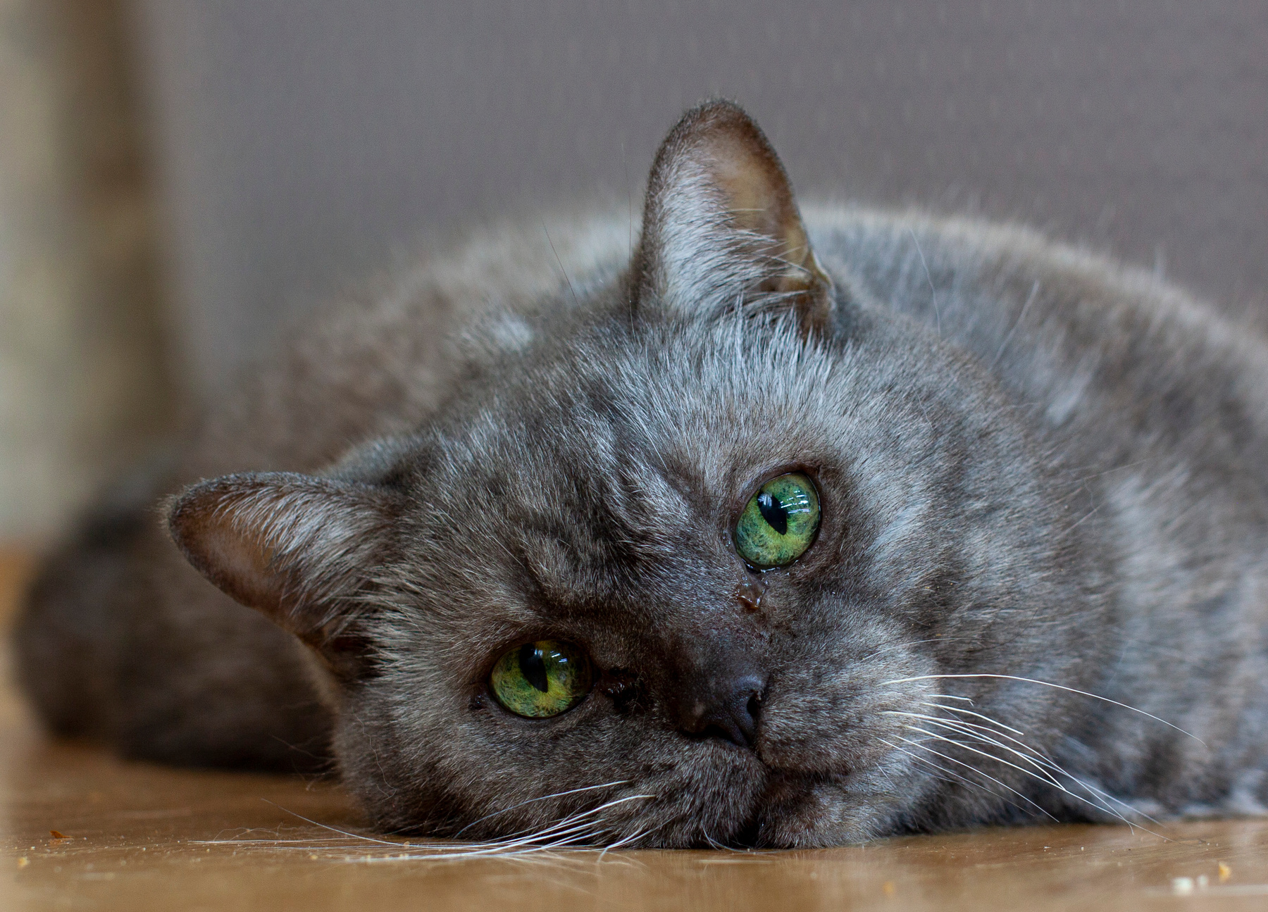 Борюсик. R.I.P. 