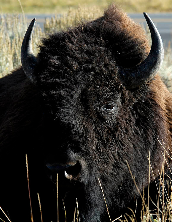 Bison bison