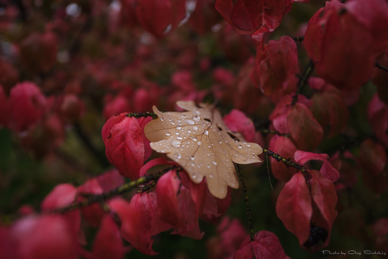 Oak Leaf 