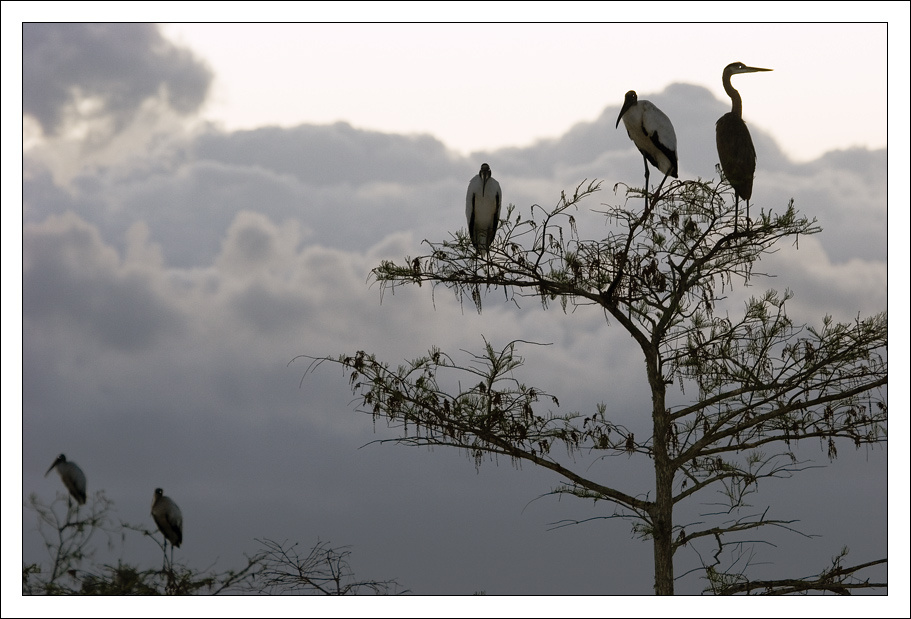 Облако Облако Everglades