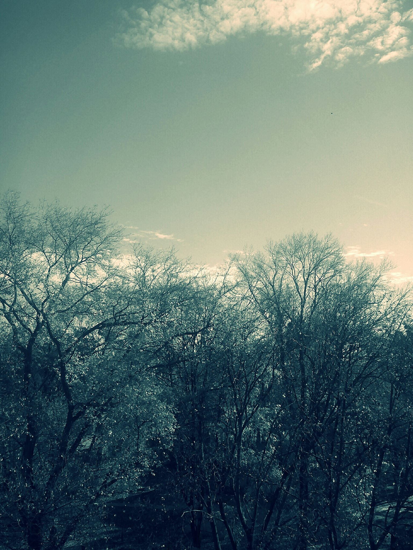 Полдень Полдень, деревья, небо, свет