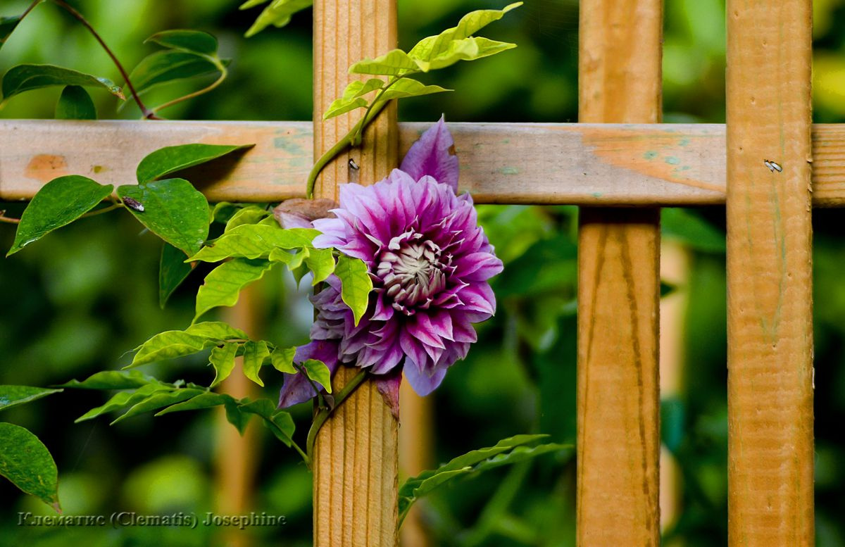 Клематис (Clematis) Josephine Клематис 