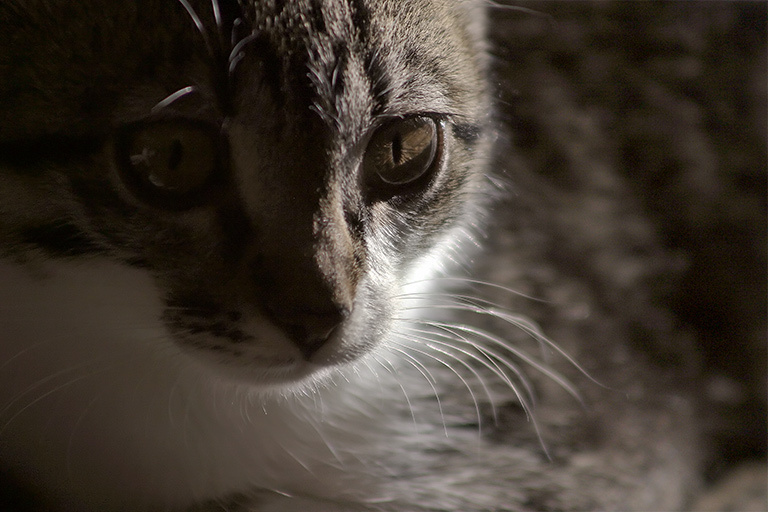 a Cat PEREC кошка