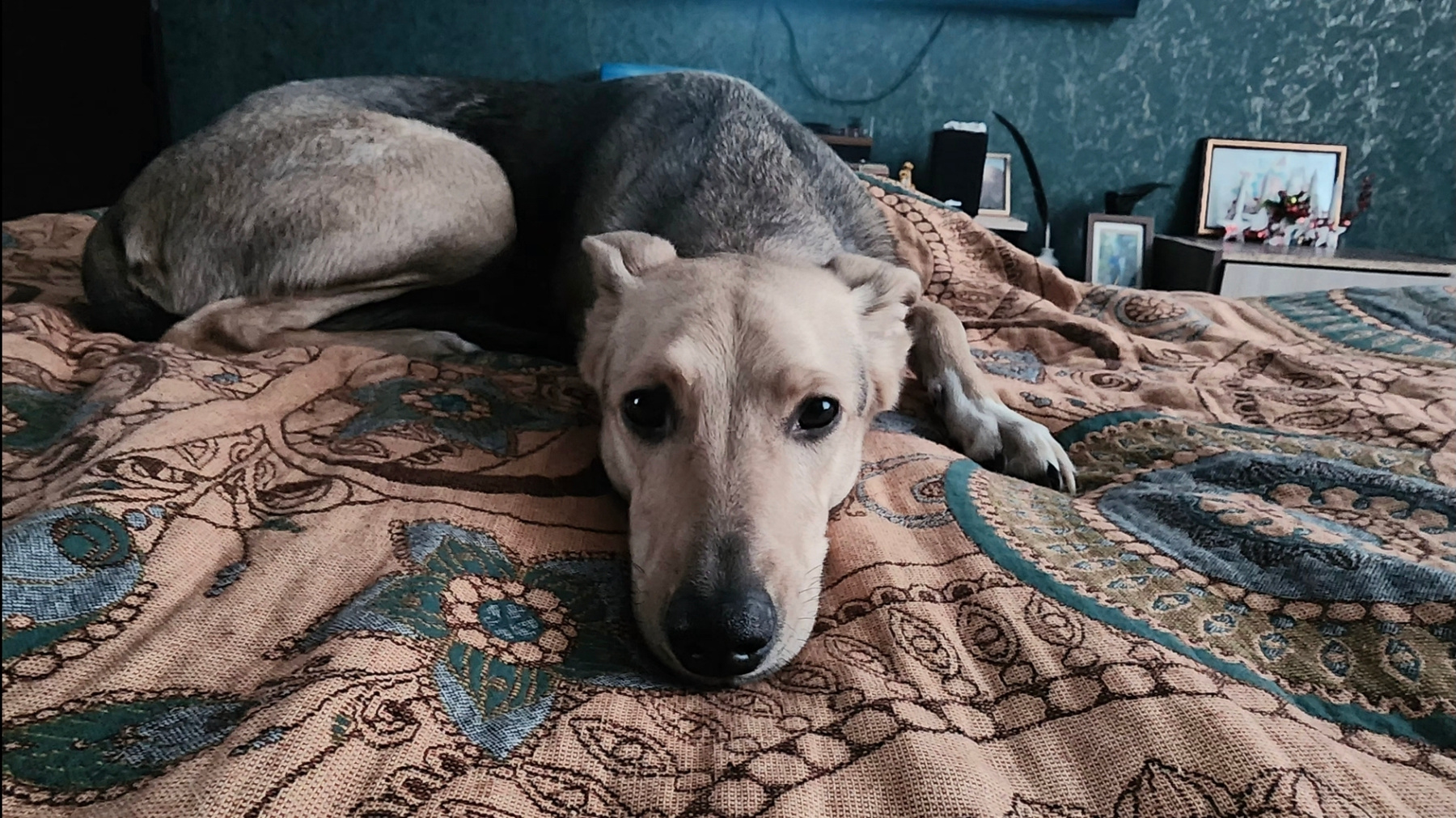 Вита 