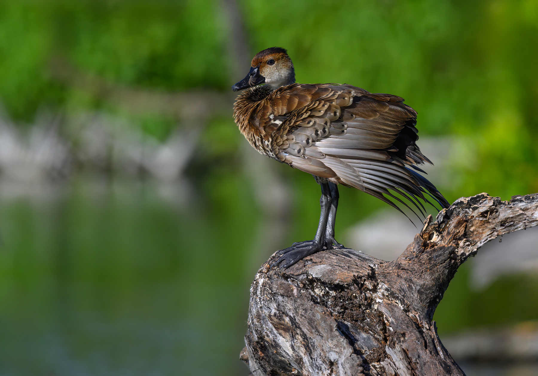 West Indian whistling duck 