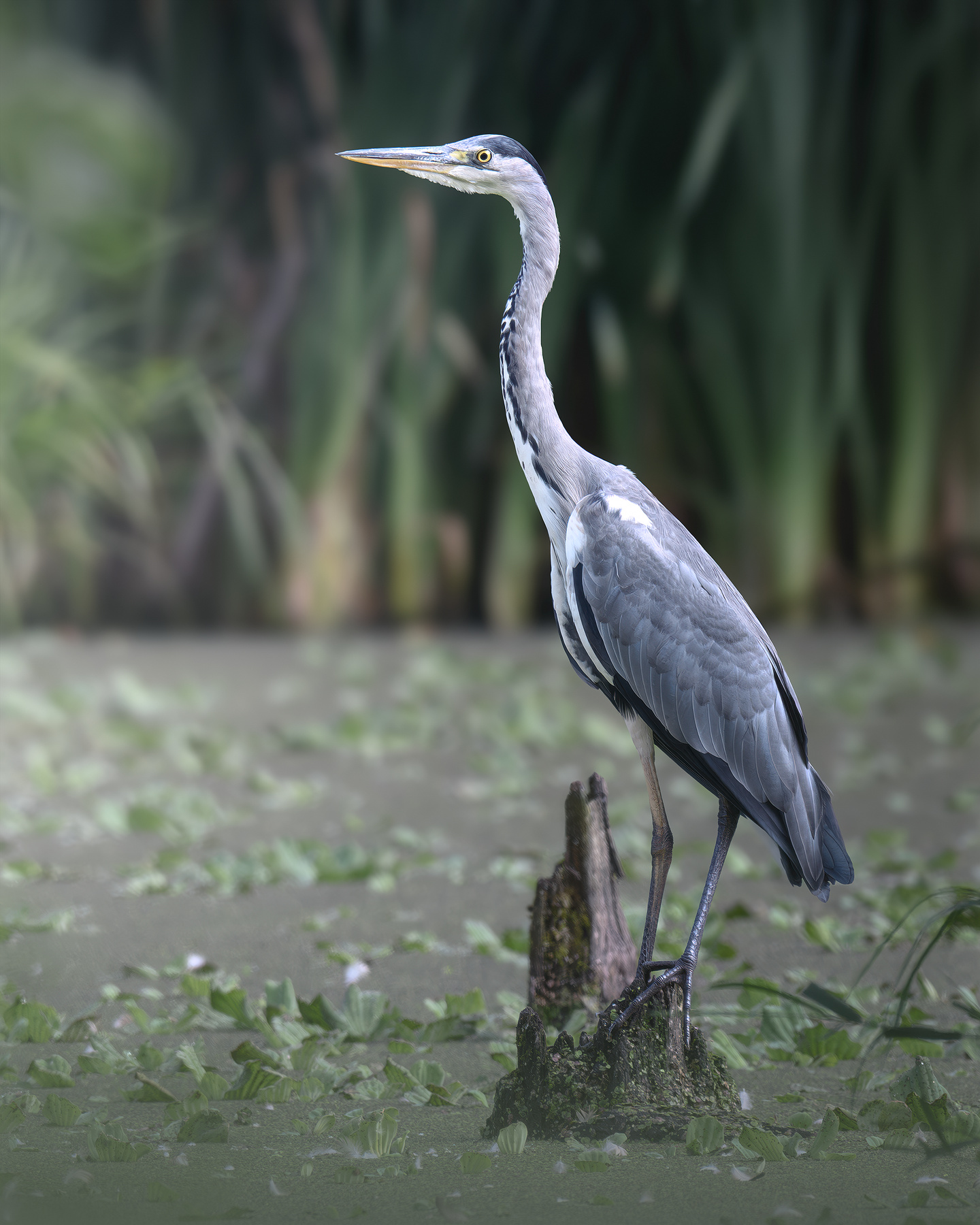 Серая цапля (Ardea cinerea) 