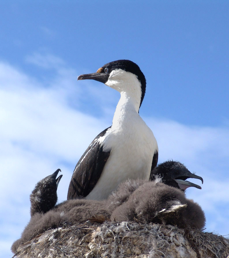 Голубоглазый баклан в гнезде Phalacrocorax atriceps