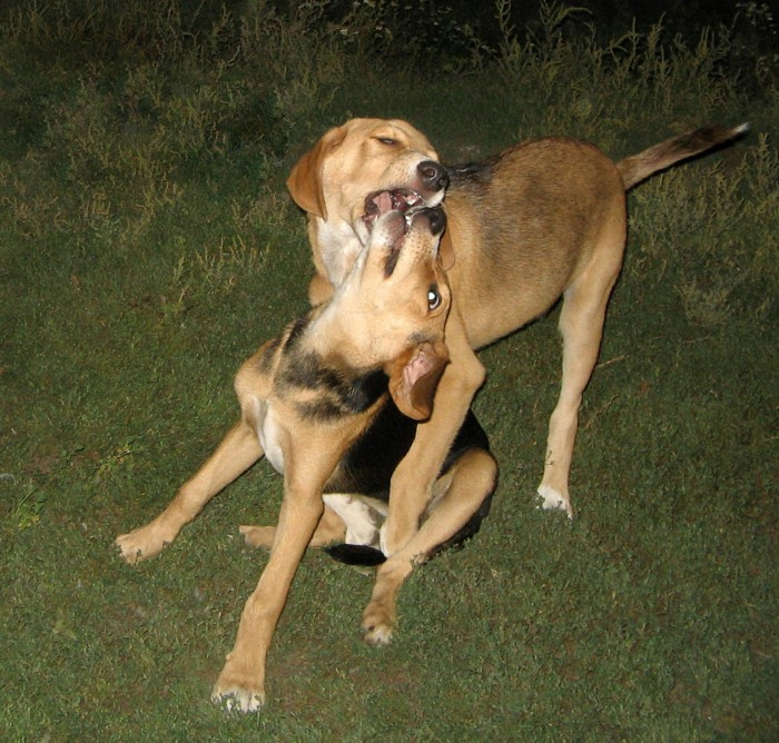 Kiss Щенок щенок поцелуй :))