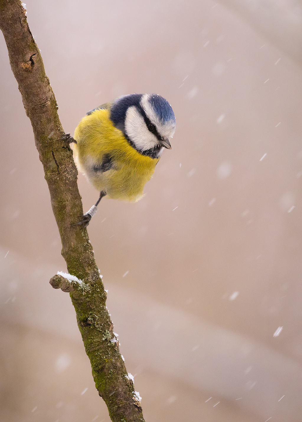 Titmouse 