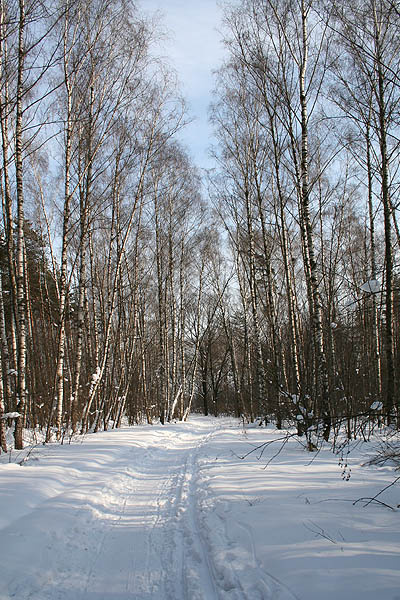 Марток Март, снег, березы