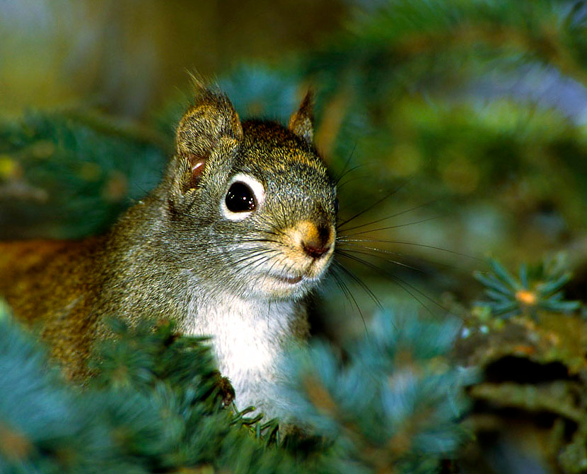 Белка в интерьере Красная белка, Tamiasciurus hudsonucus, Red Squirrel