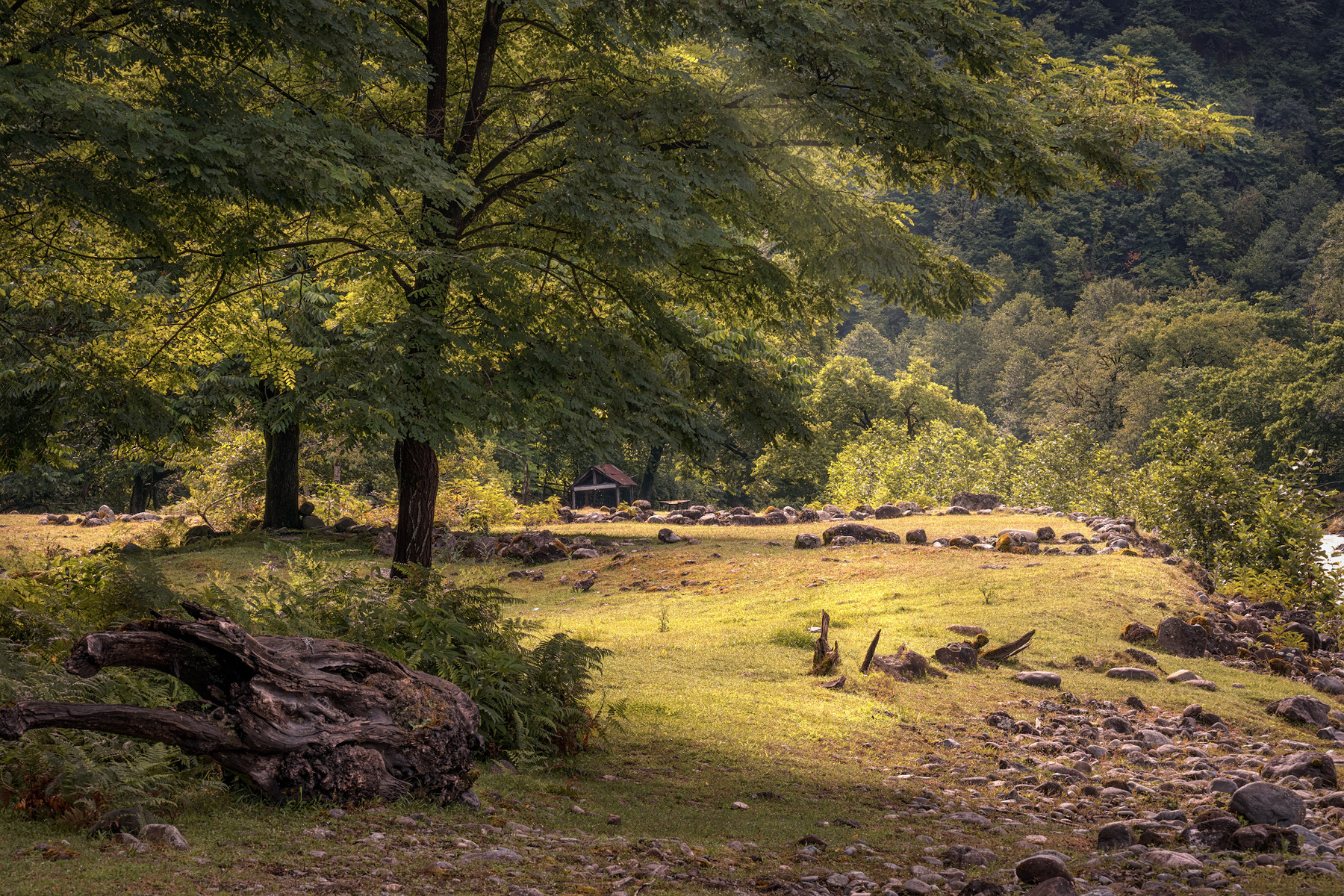 Hazel Tree On The Shore machakhlitskali river hazel tree green stones snag pasture water nature landscape scenery travel outdoors georgia adjara sakartvelo chizh
