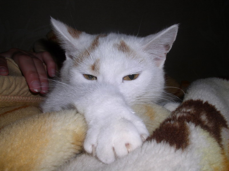 Кошечка Кошечка