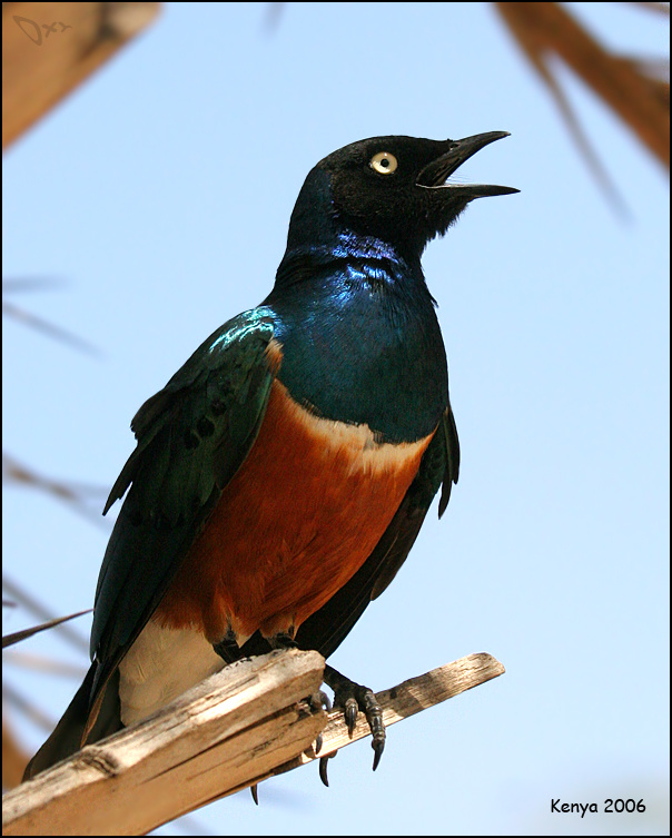 Птица, с вполне соответствующим именем. Superb starling скворец великолепный