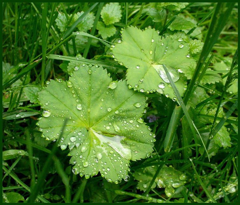 rain дождь природа