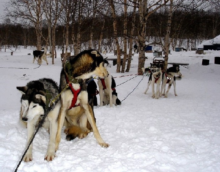 лайки лайки