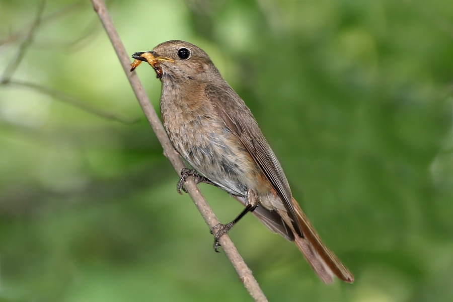 Горихвостка (Ruticilla phoenicurus) Горихвостка Ruticilla phoenicurus добыча охота