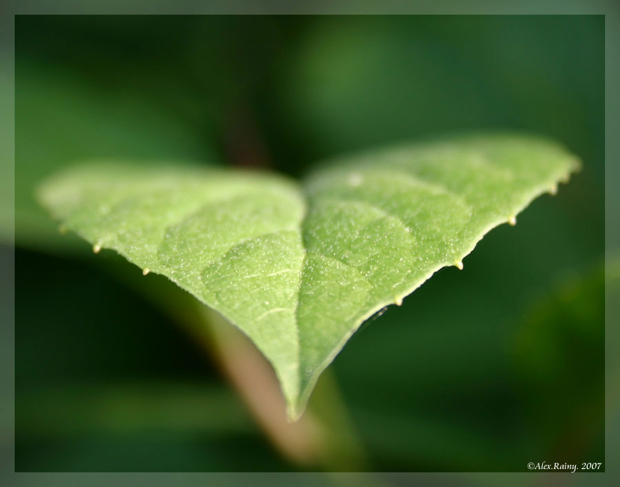 Leaf природа