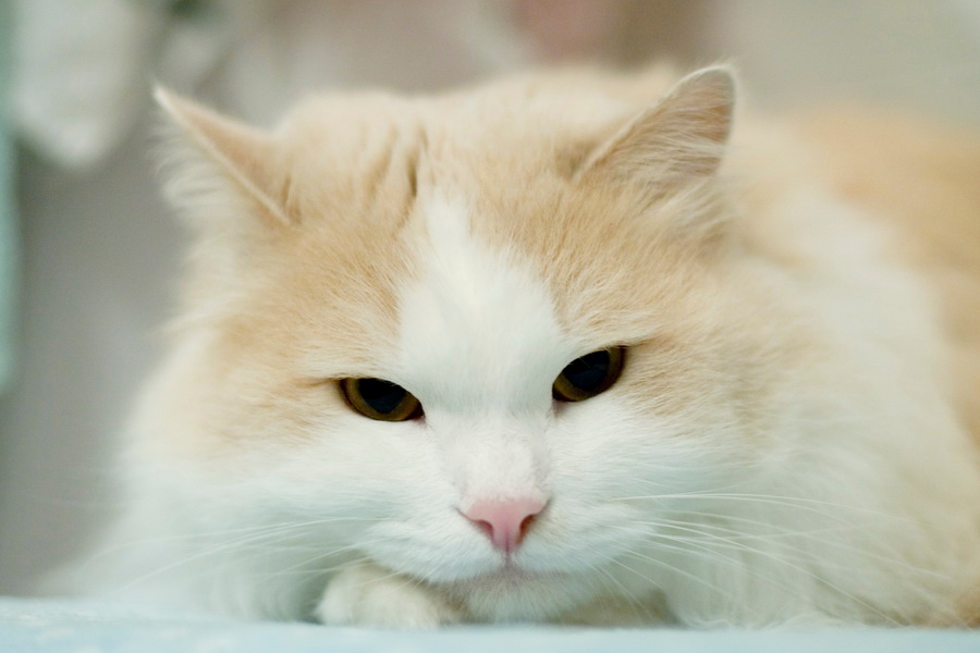 relax cats кошки кот
