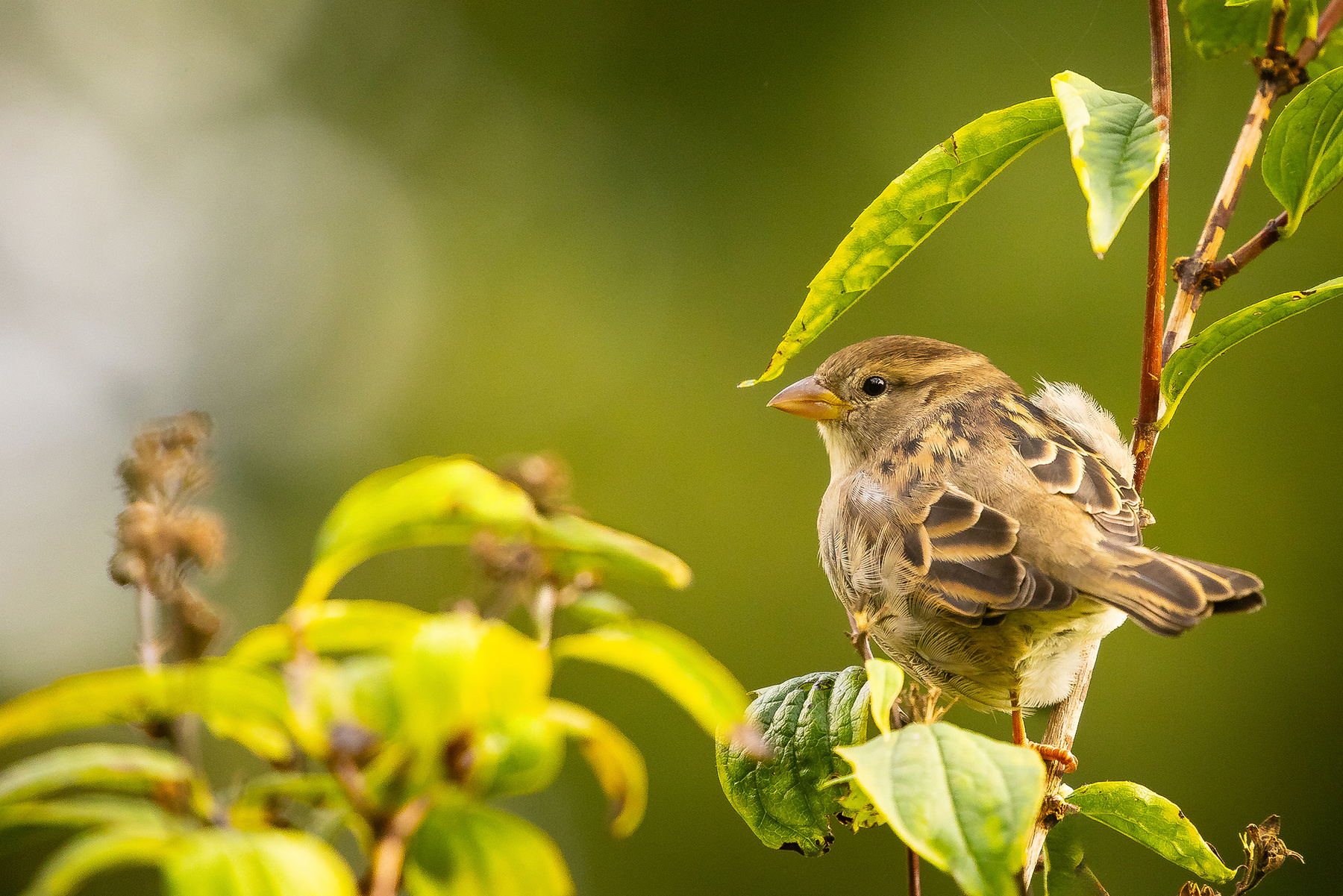 Sparrow 