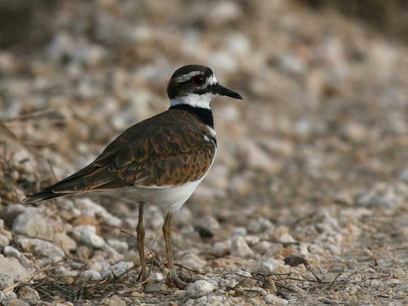Убийца оленей птица, крикливый зуек, killdeer