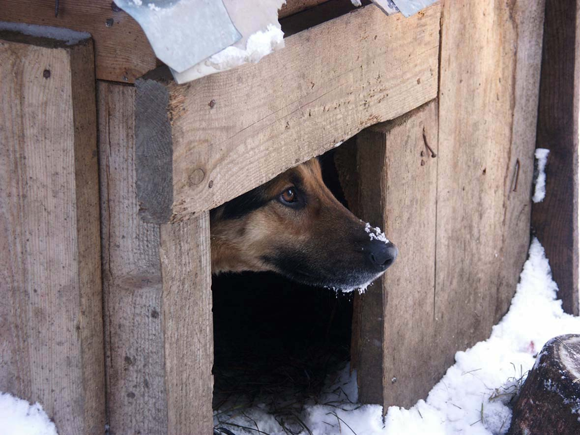 Тоска, испуг и голод... зима, снег, село, собака, будка