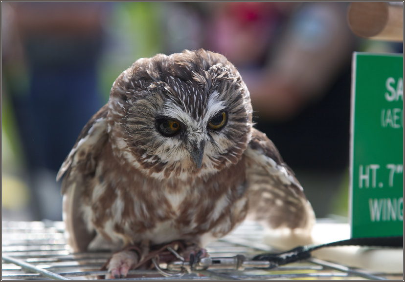 Кукольник сова saw-whet owl aegolius acadius
