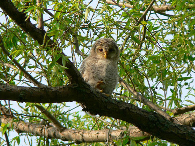 Совенок совенок сова малыш owlet