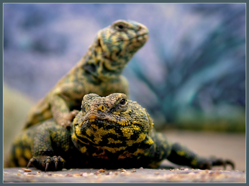 Ох уж эта молодежь! украшенный шипохвост Uromastyx ornatus сахарский шипохвост Uromastyx geyri