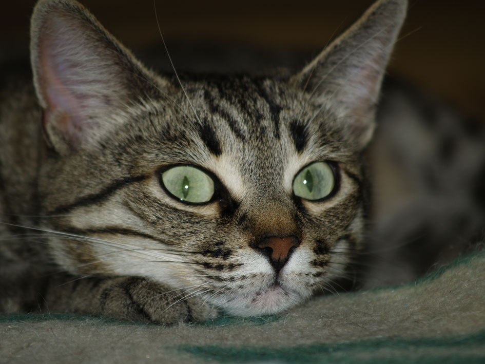 *** Cats