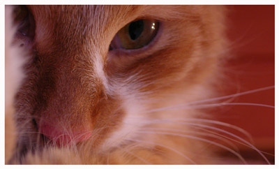 *** кот
