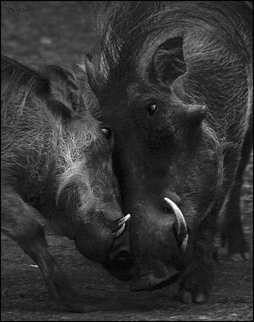 Отцы и дети... бородавочник Phacochoerus aethiopicus Масаи Мара Кения Африка Masai Mara Kenya Africa