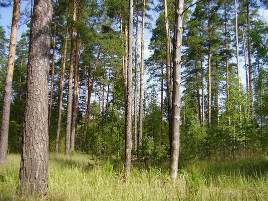 Лес да лес кругом лес лето сосны