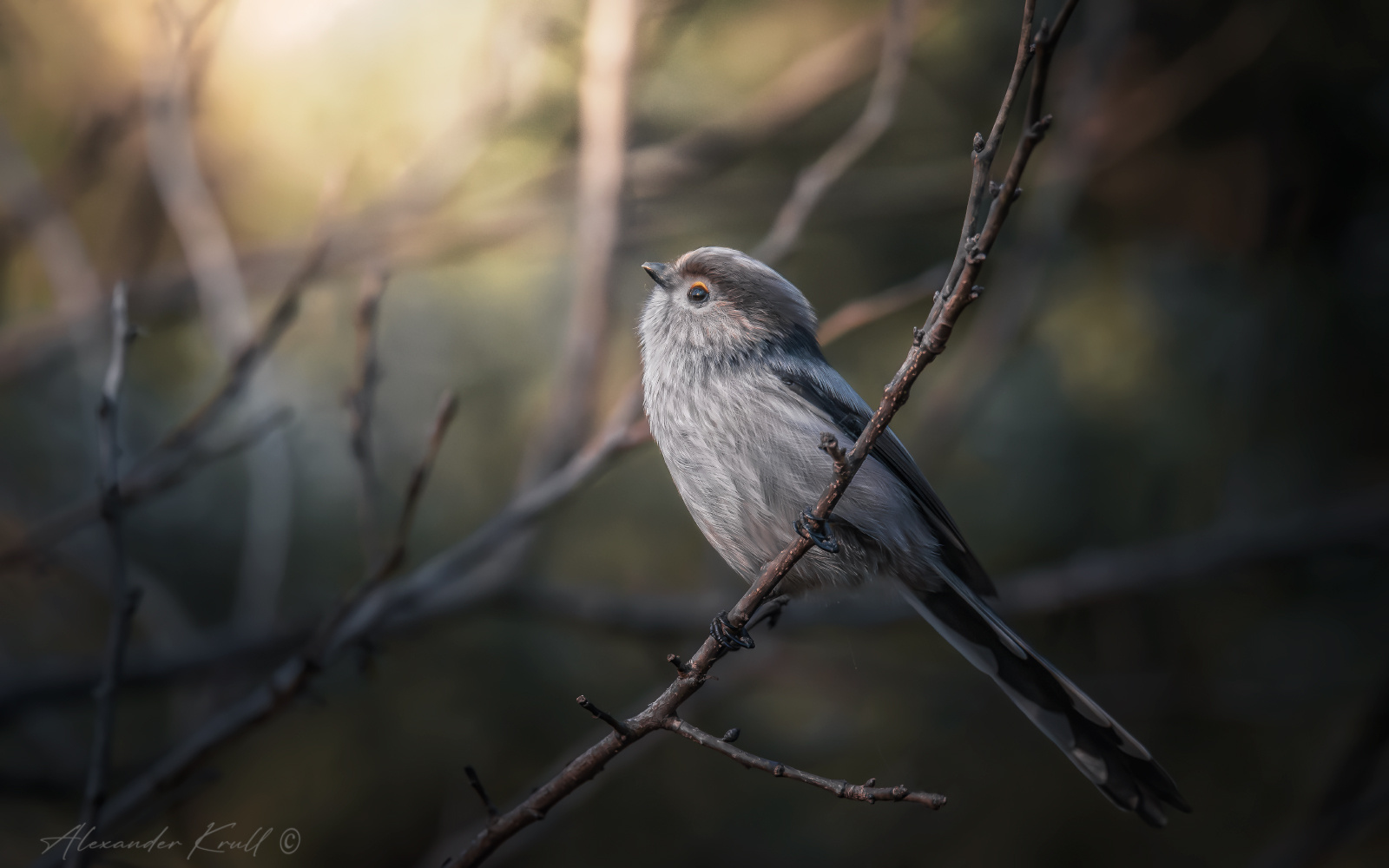 ...и уж зима не за горами длиннохвостая синица ополовник aegithalos caudatus major