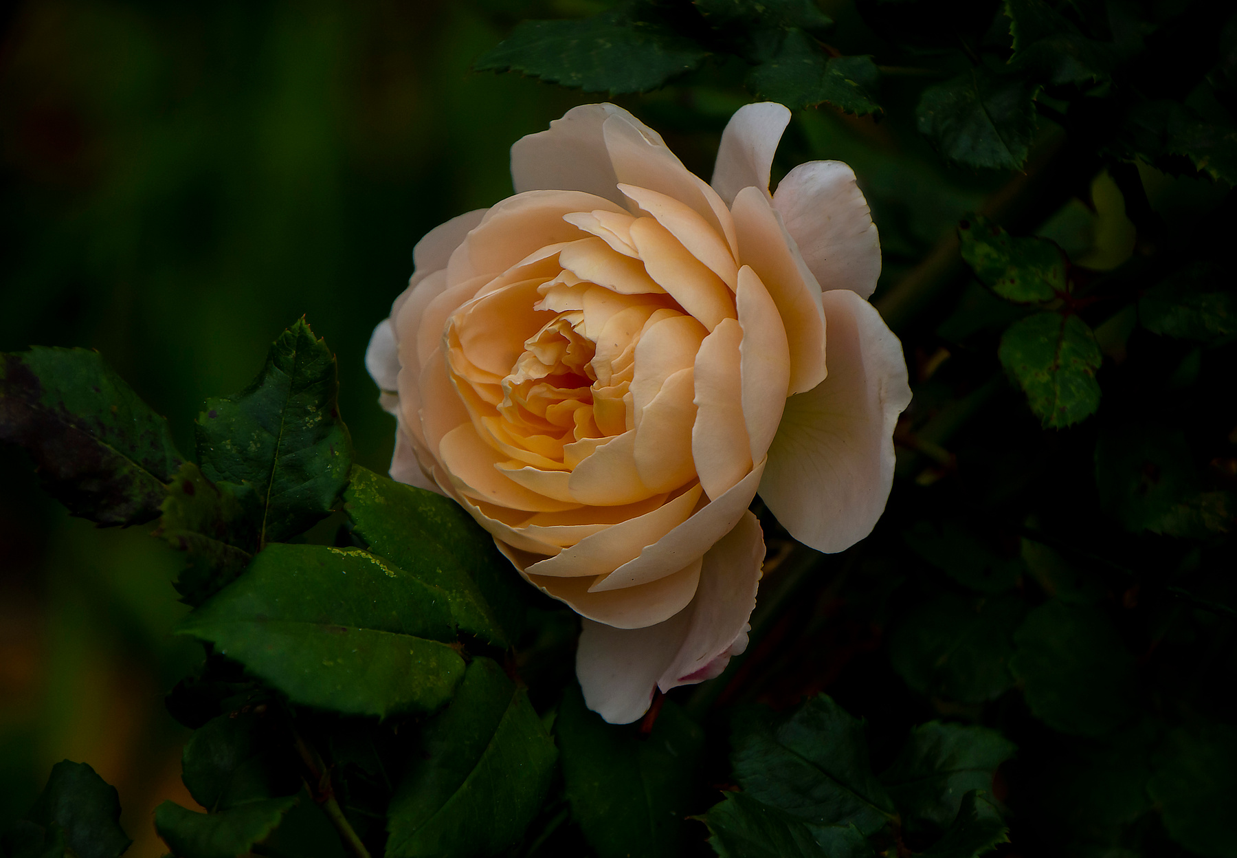 Розарий сестрорецкого парка клин парк роза осень