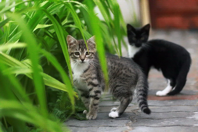 я и моя тень кот и кот