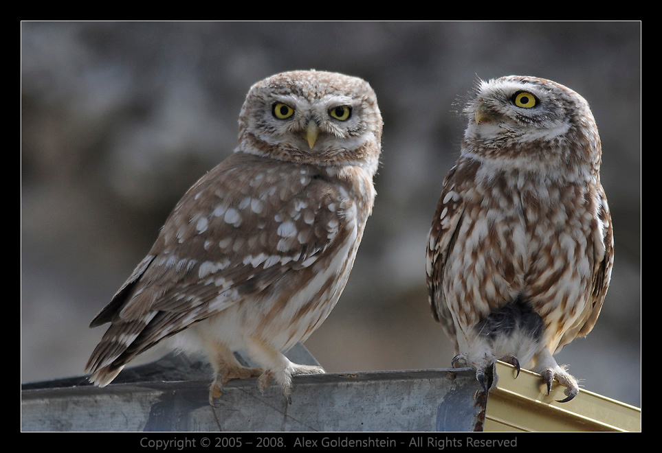 Домовый сыч - Athene noctua Scopoli. Домовый сыч, Athene noctua Scopoli
