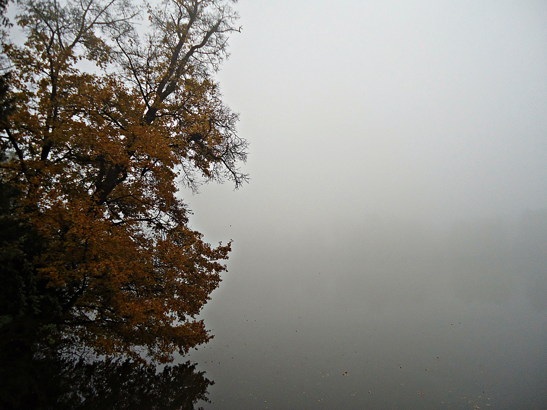 Sunk in the fog tree, fog, autumn 