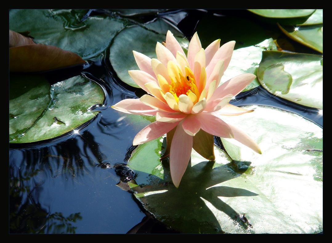 water-lily лилия