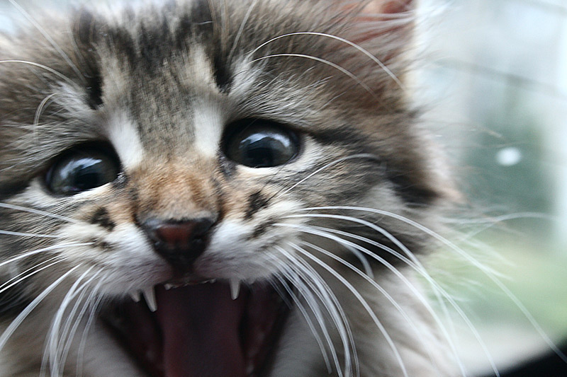 Маа-маа! котенок