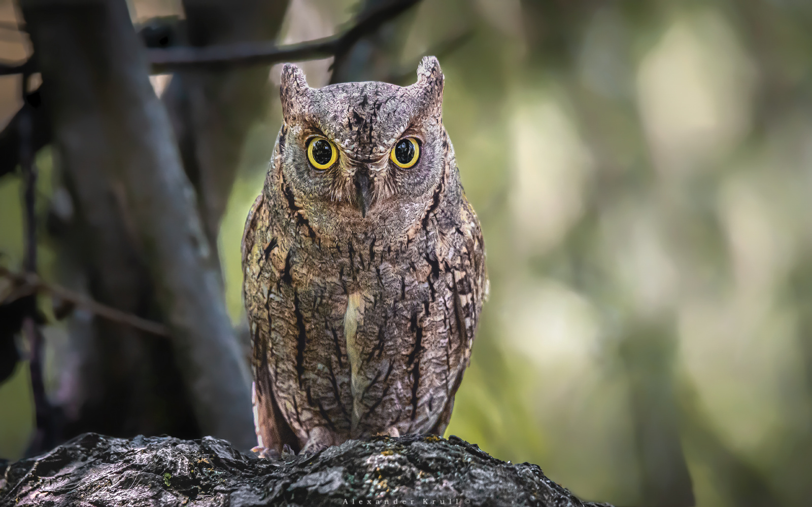 Глаза в глаза сплюшка сова otus scops