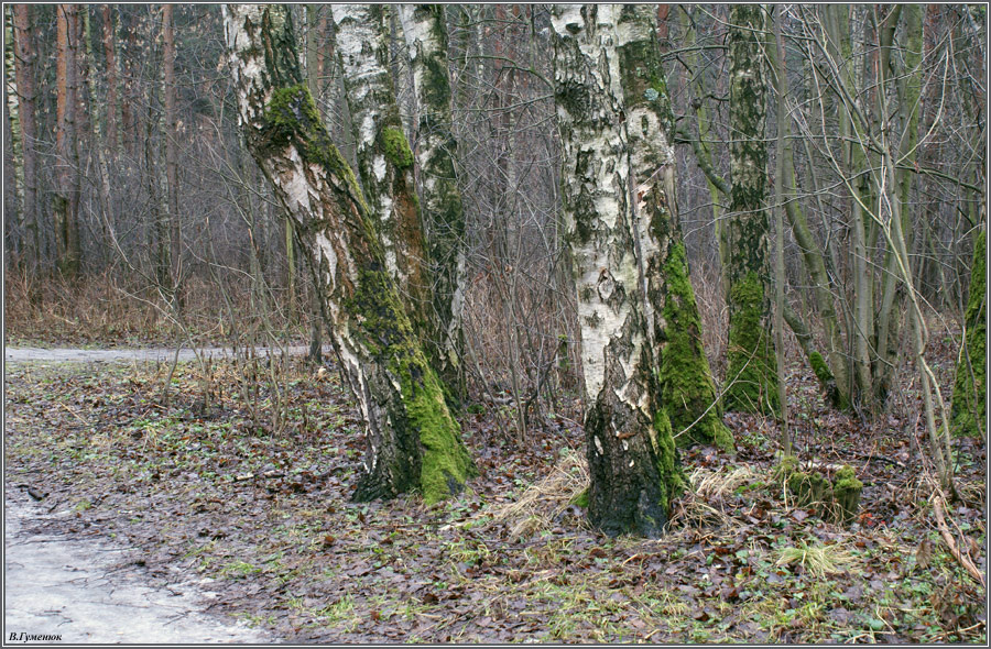 Январь 2007 года. Москва, лес, парк, березы, зима, январь, 2007