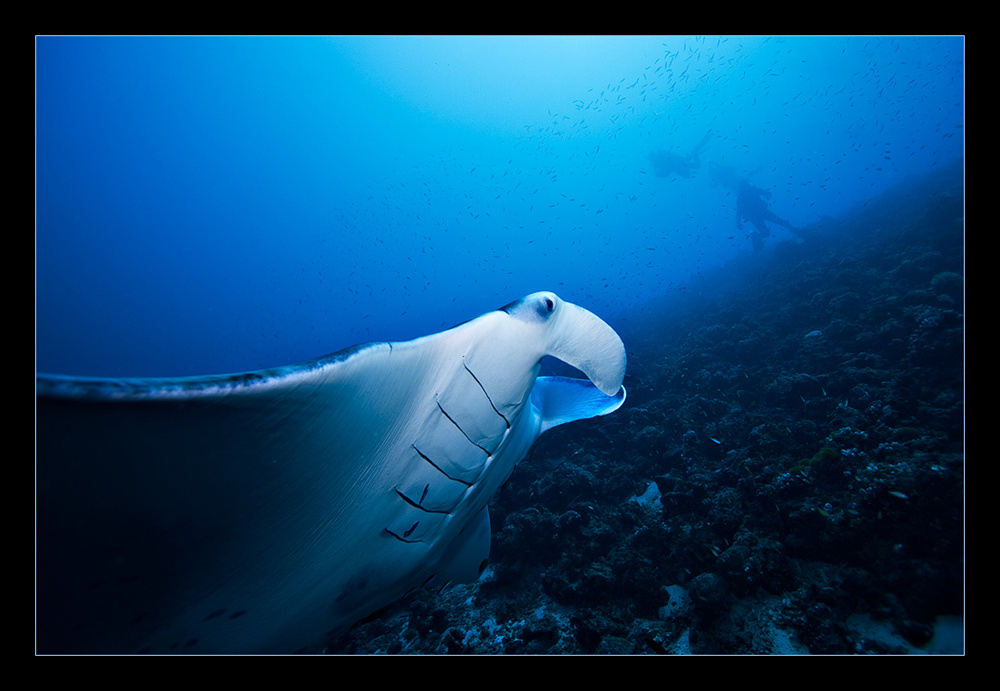 Куда же вы? Manta ray манта поводный мир Мальдивы