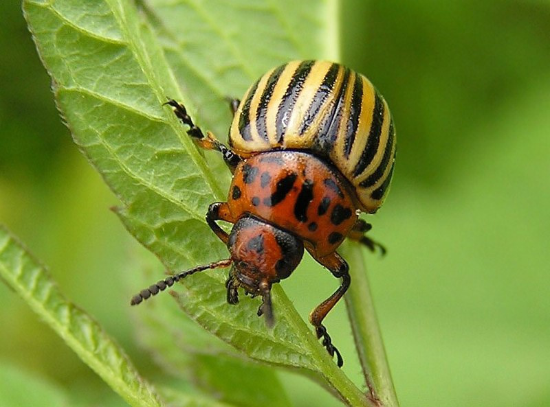 Color адский :о) жук колорадский color адский Leptinotarsa decemlineata