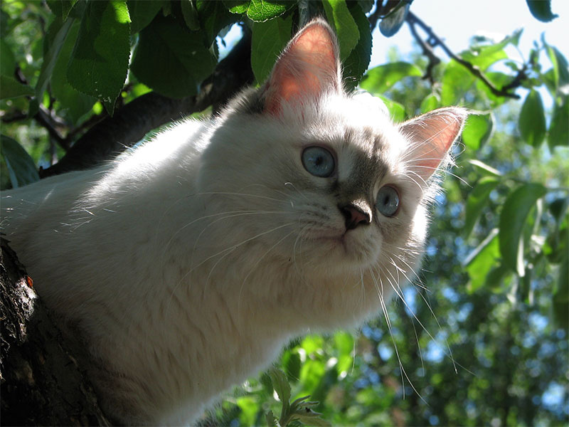 Кошкография Боня котёнок