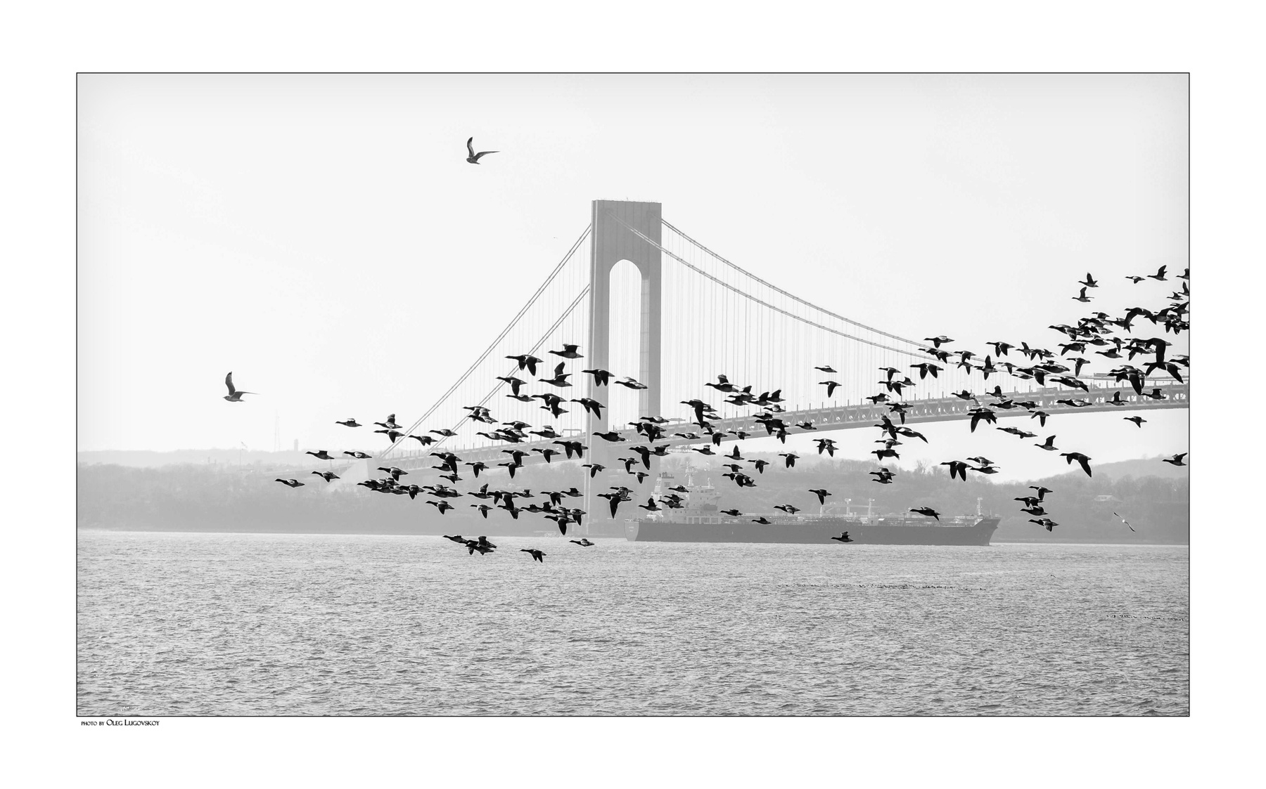 Летят утки утки мост Verrazano bridge NY