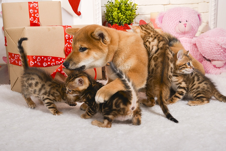 Дружная семья животные собака шиба днепр утро shiba inu город дружба любовь кошки