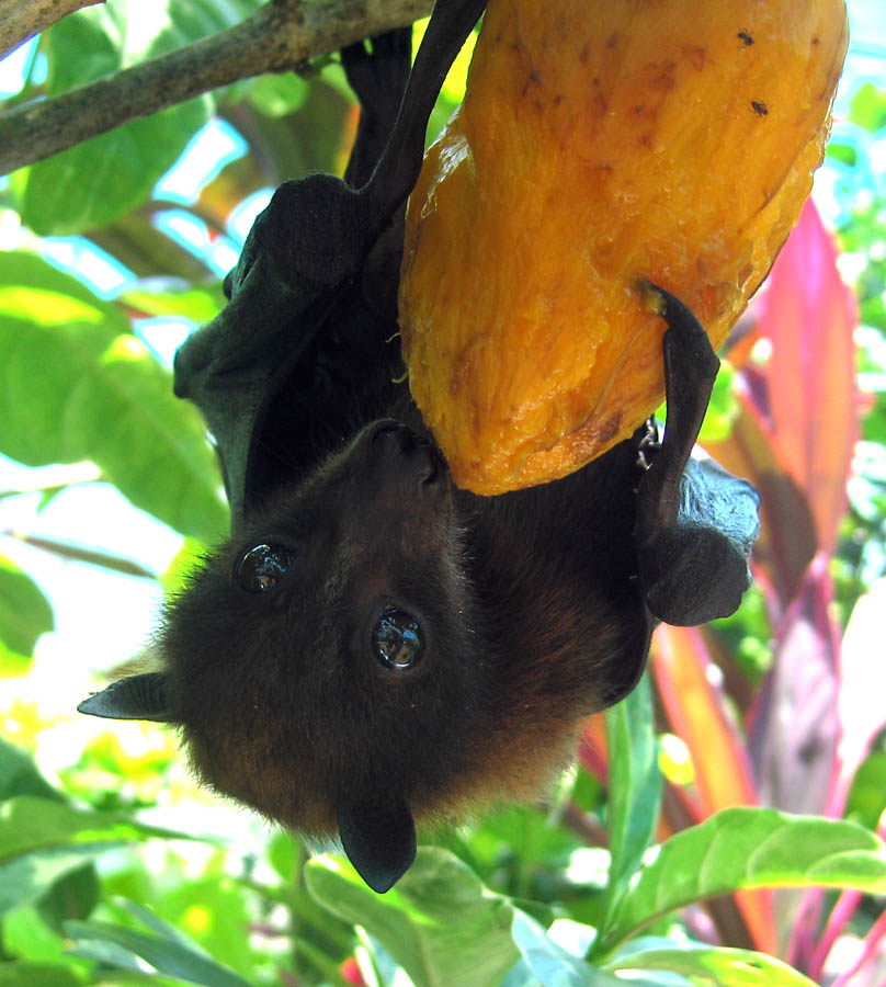 Белая и пушистая bat, mango