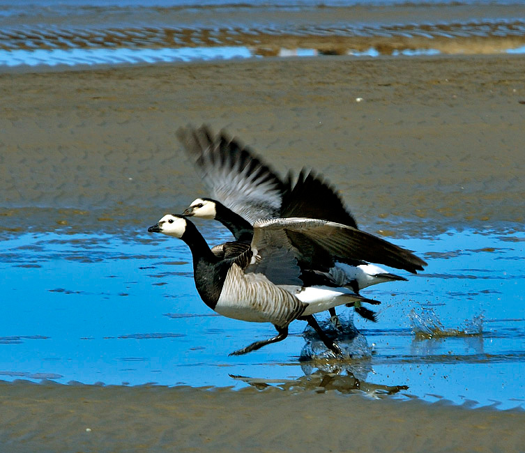 Босиком бы пробежаться … Белощекая казарка, Branta leucopsis, Barnacle Goose, Tobseda, Barents Sea, Arctic