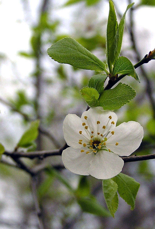 Слива Цветок слива весна природа